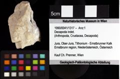 Foto (Objket + Etiketten) von Decapoda indet. 